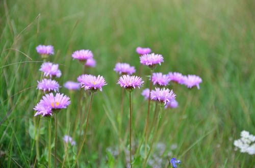 nature flower plant