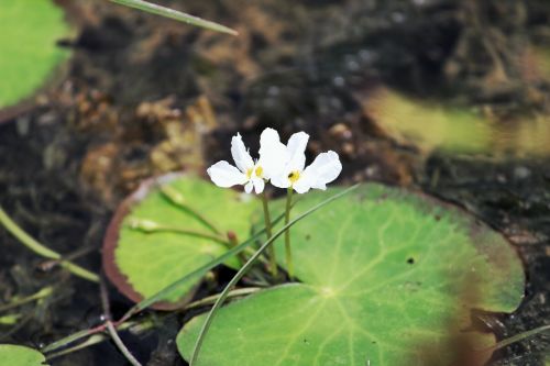 nature photograph flower