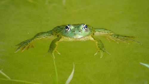nature frog pond