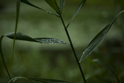 nature plants leaf