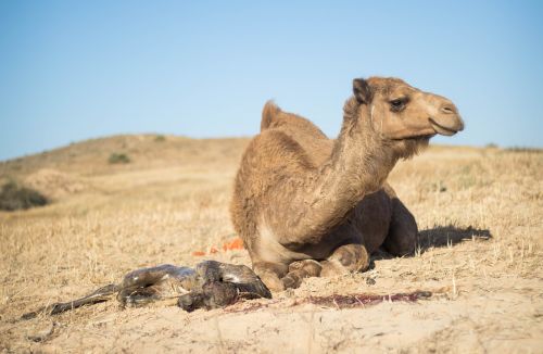nature camel des