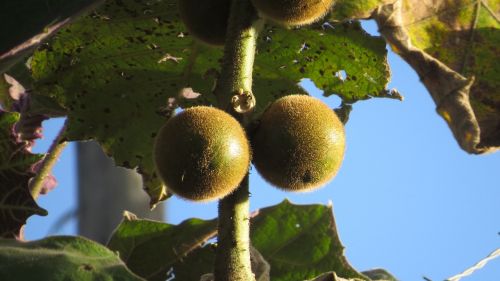 nature fruits natural plants