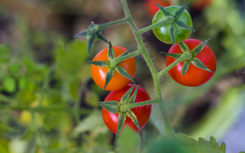 nature background tomato