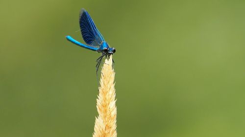 nature insects dragonfly