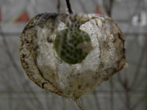 nature fruit immature