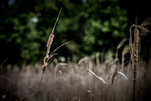 nature lake photography