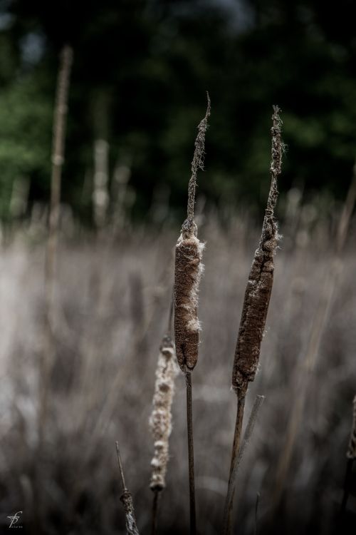 nature lake photography