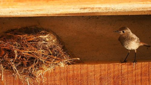 nature birds nest