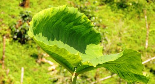 nature leaf bright