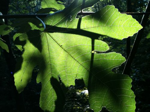 nature tree plants