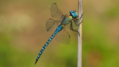 nature insects dragonfly