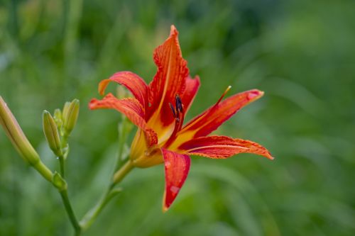 nature red lily plants