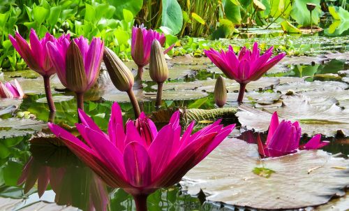 nature flower plant