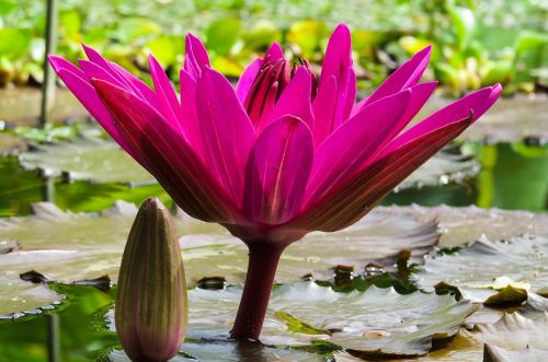 nature flower plant