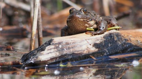 nature frog close up