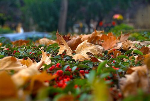 nature autumn dry leaf