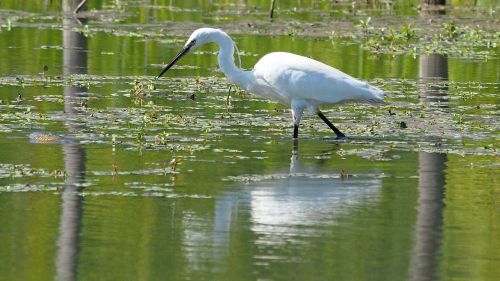 nature birds egret