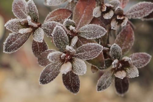 nature plant winter