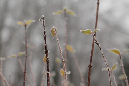 nature plant winter