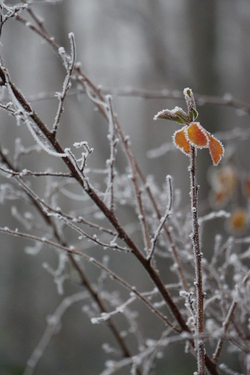 nature plant winter