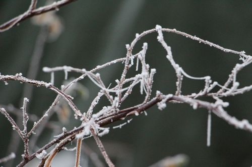 nature plant winter