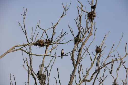 nature wildlife bird