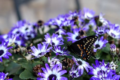 nature butterfly flower