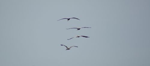 nature birds pelicans