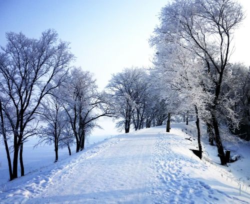 nature trees landscape