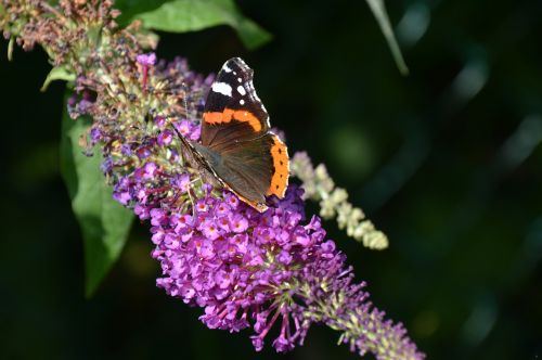 nature lilac butterfly