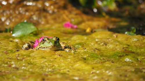 nature gerardo frog