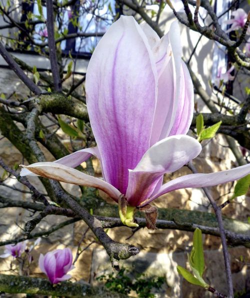 nature flower tree