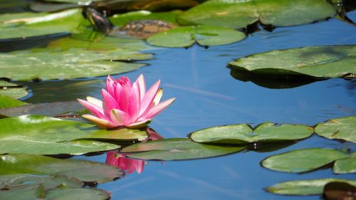 nature water lily pond