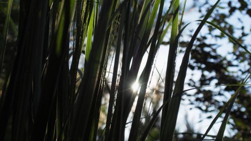 nature grass sun