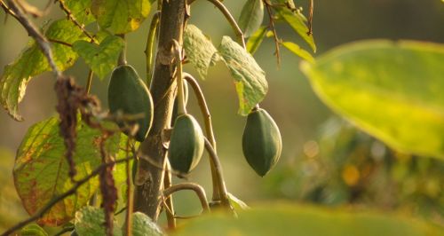 nature fruit tropical