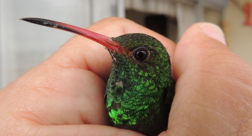 nature avez hummingbird