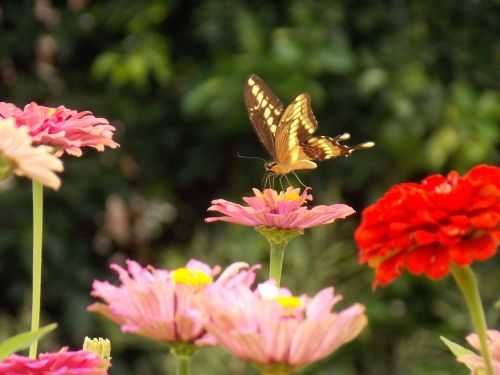 nature butterfly flowers