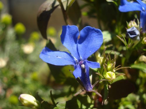 nature flower macro