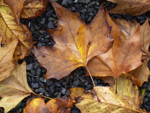 nature leaf landscape