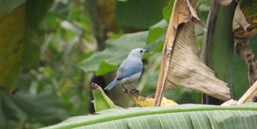 nature fauna birds