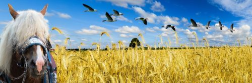 nature landscape field