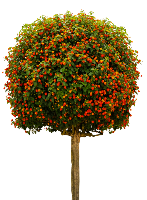 nature tree high-stem