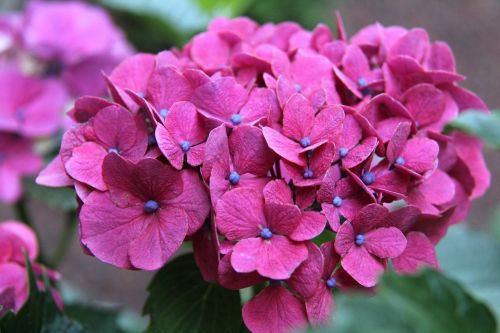 nature flower plant