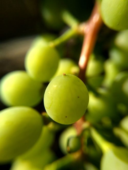nature green wine