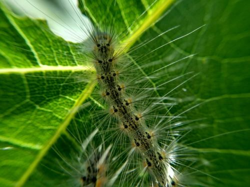 nature green bug