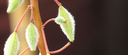 nature flora plants