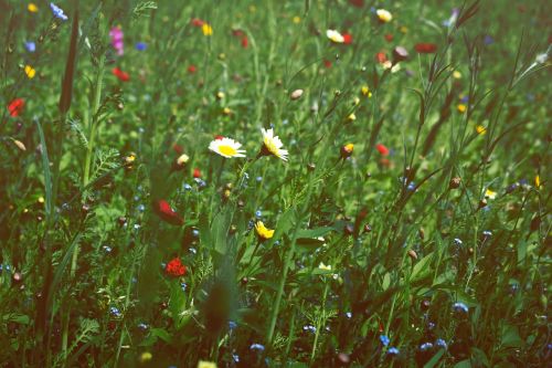 nature plants green