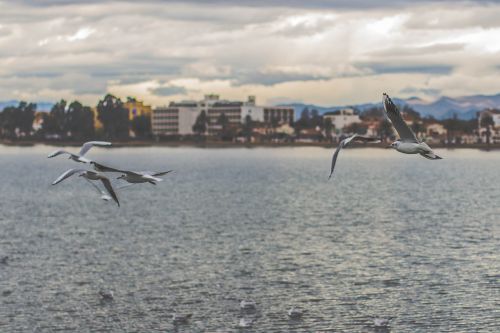 nature water animals