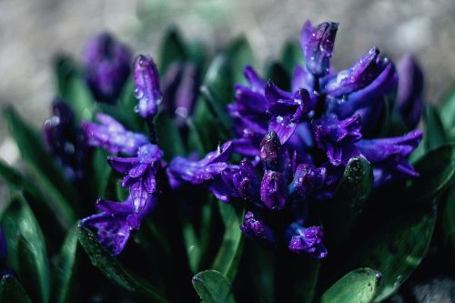 nature flowers purple
