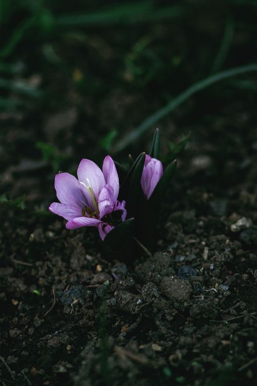 nature plants green